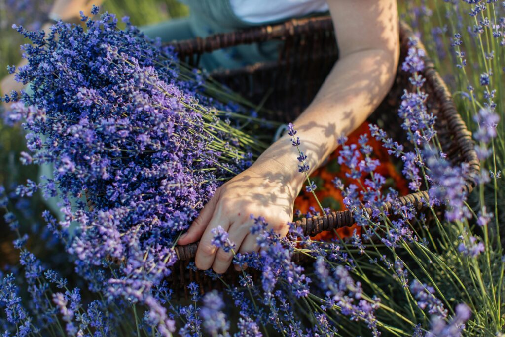 Como te puede ayudar la naturaleza  y tu feminidad salvaje a sentirte mejor